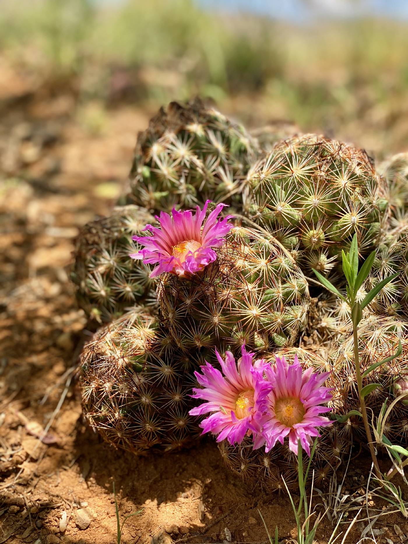 Image of Escobaria vivipara