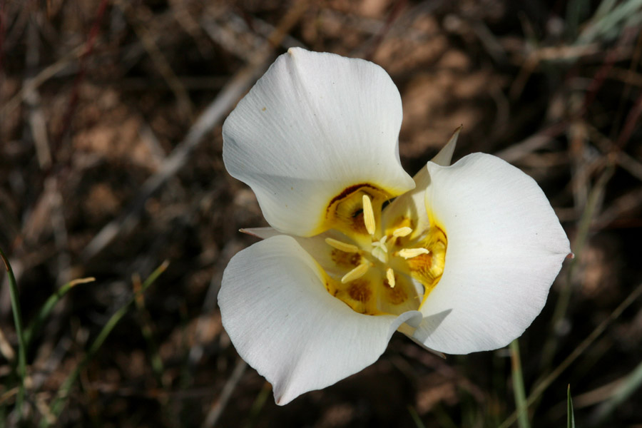 Image of Calochortus nuttallii