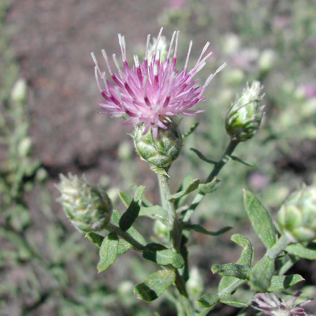 Image of Acroptilon repens