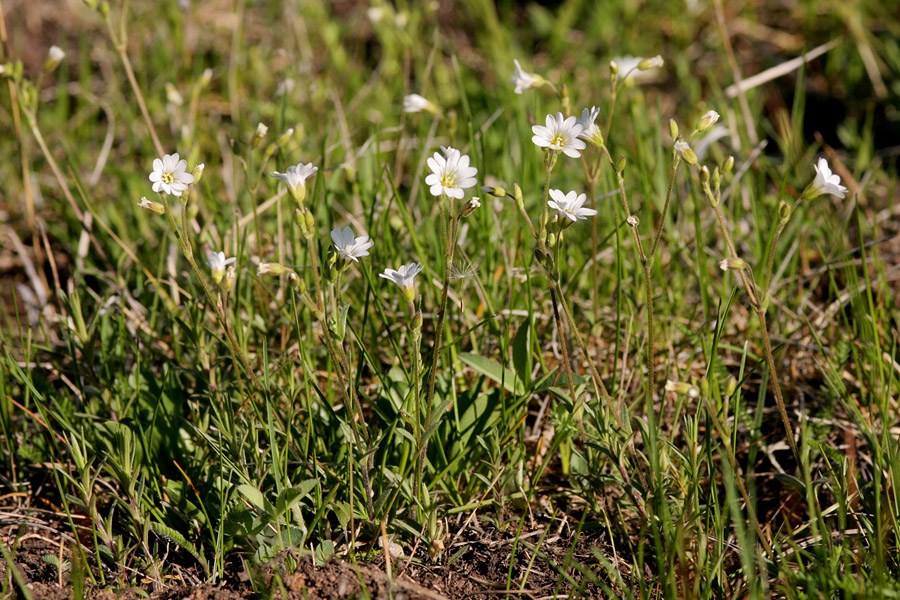 Image of Cerastium arvense