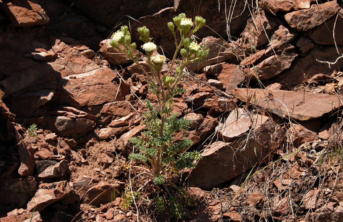 Image of Chaenactis douglasii