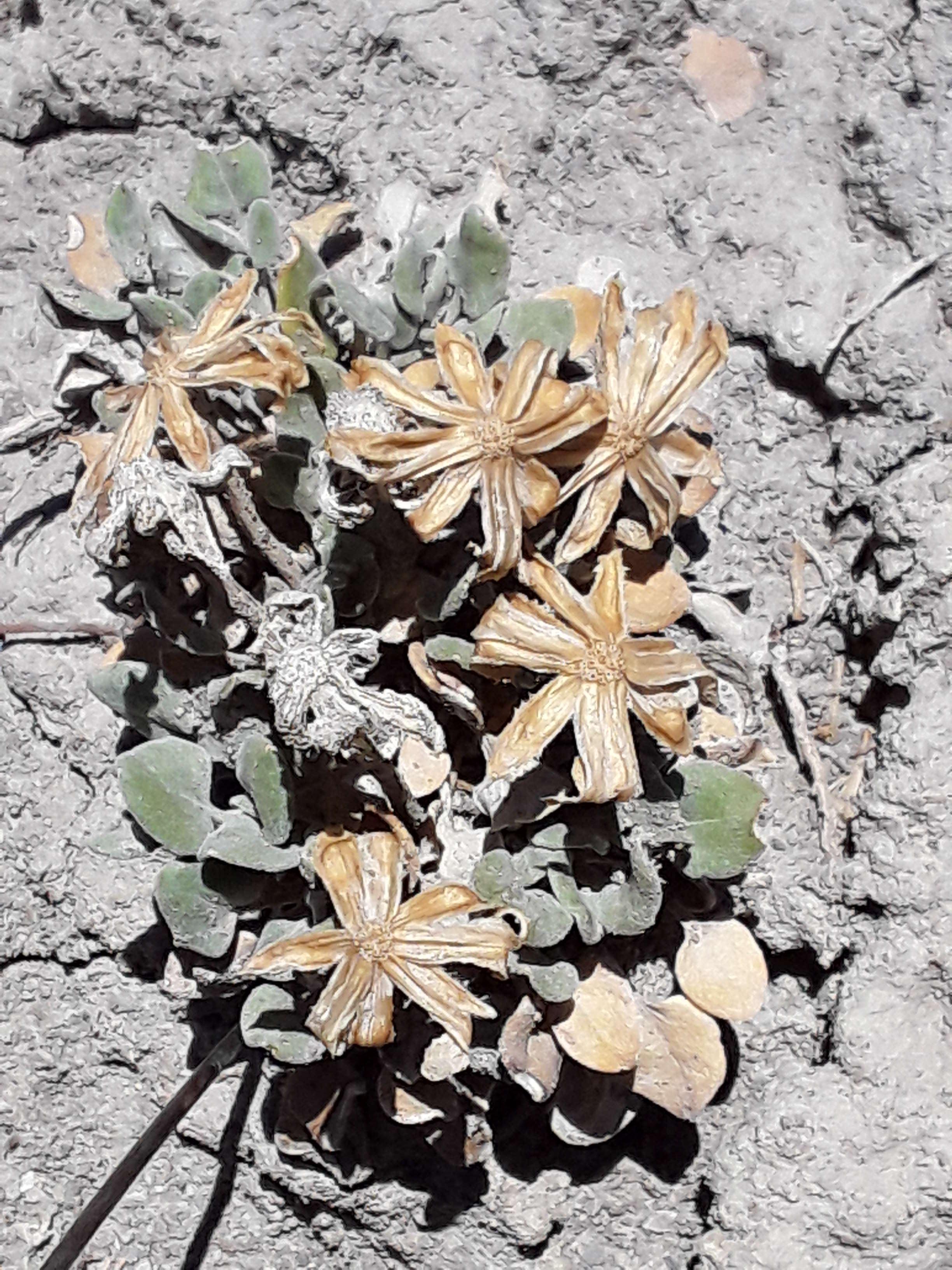 Image of Chamaechaenactis scaposa