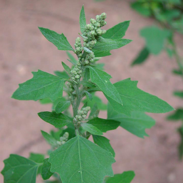 Image of Chenopodium album L.