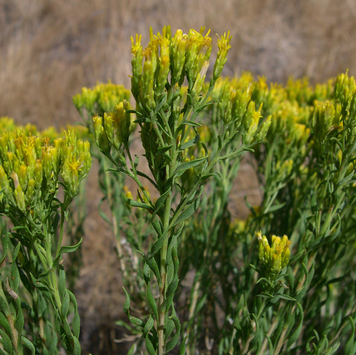 Image of Chrysothamnus viscidiflorus