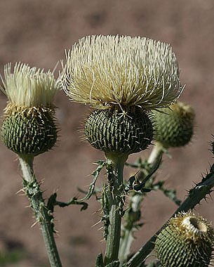 Image of Cirsium canescens