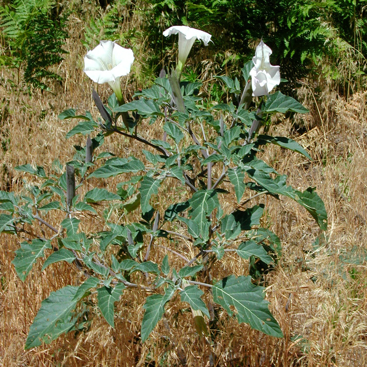 Image of Datura wrightii
