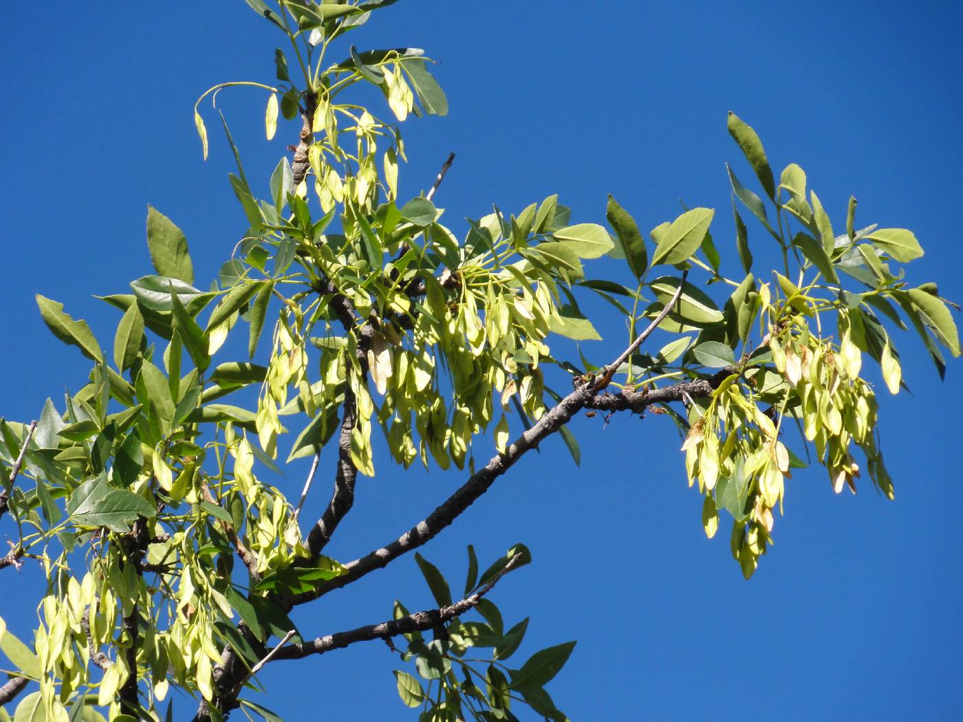Image of Fraxinus anomala