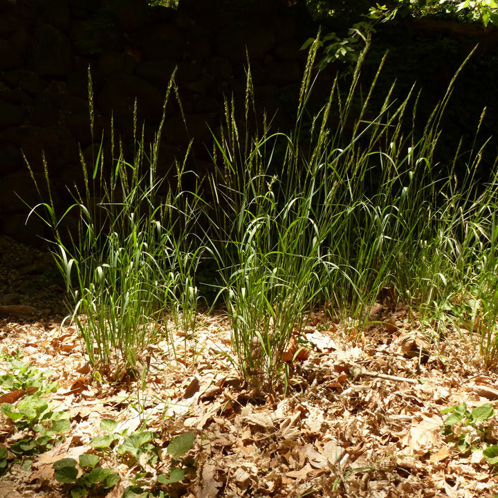 Image of Elymus glaucus