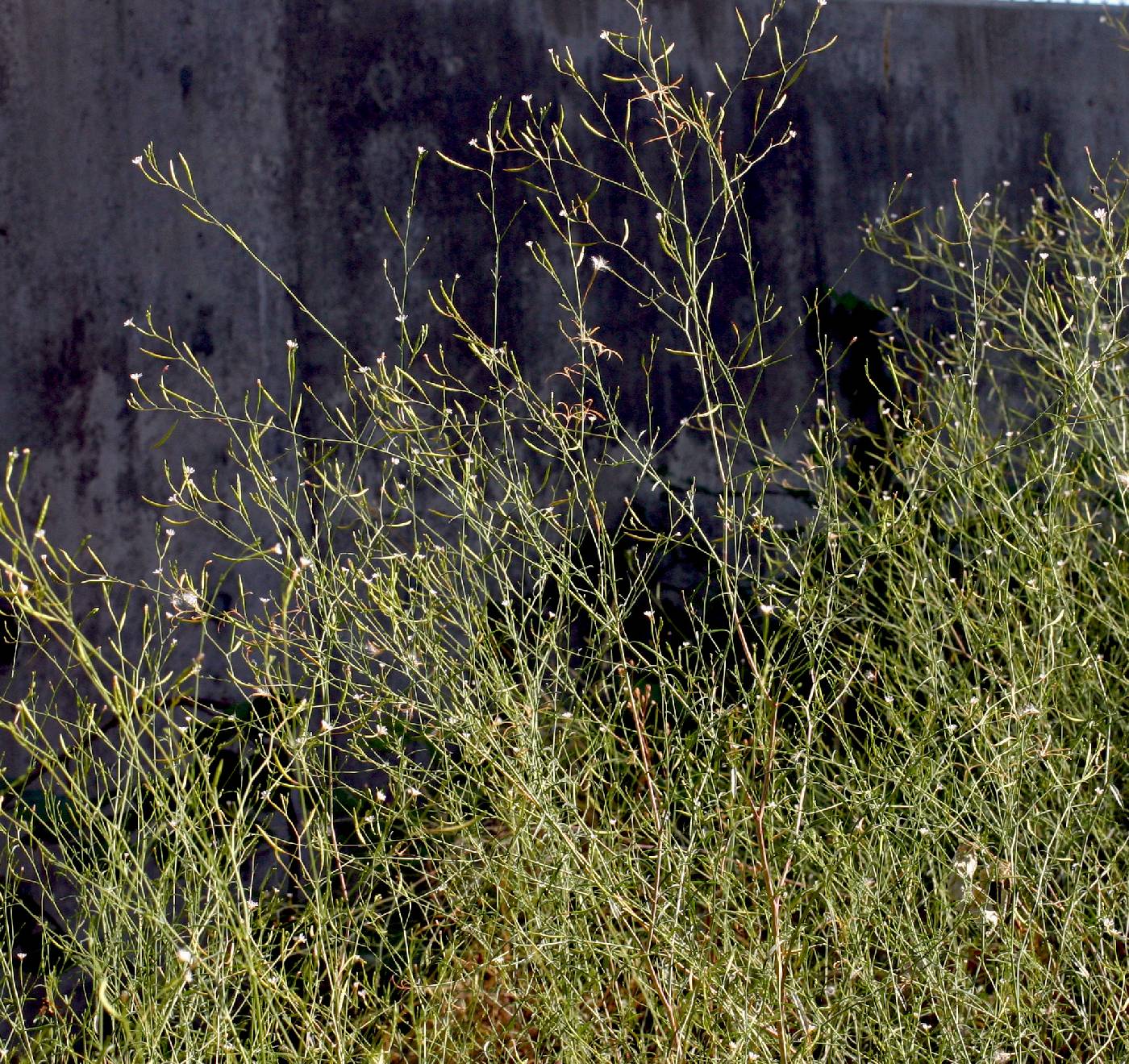 Image of Epilobium brachycarpum