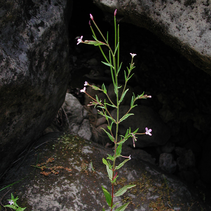 Image of Epilobium ciliatum
