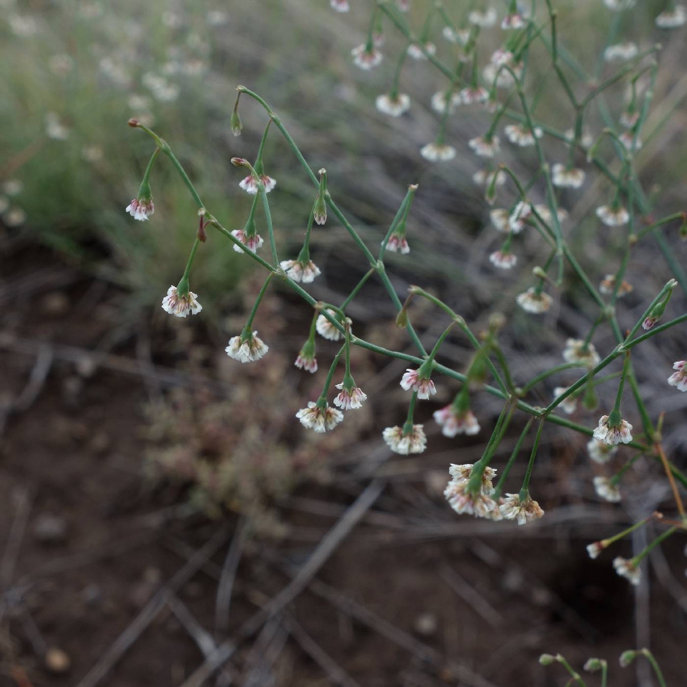 Image of Eriogonum cernuum