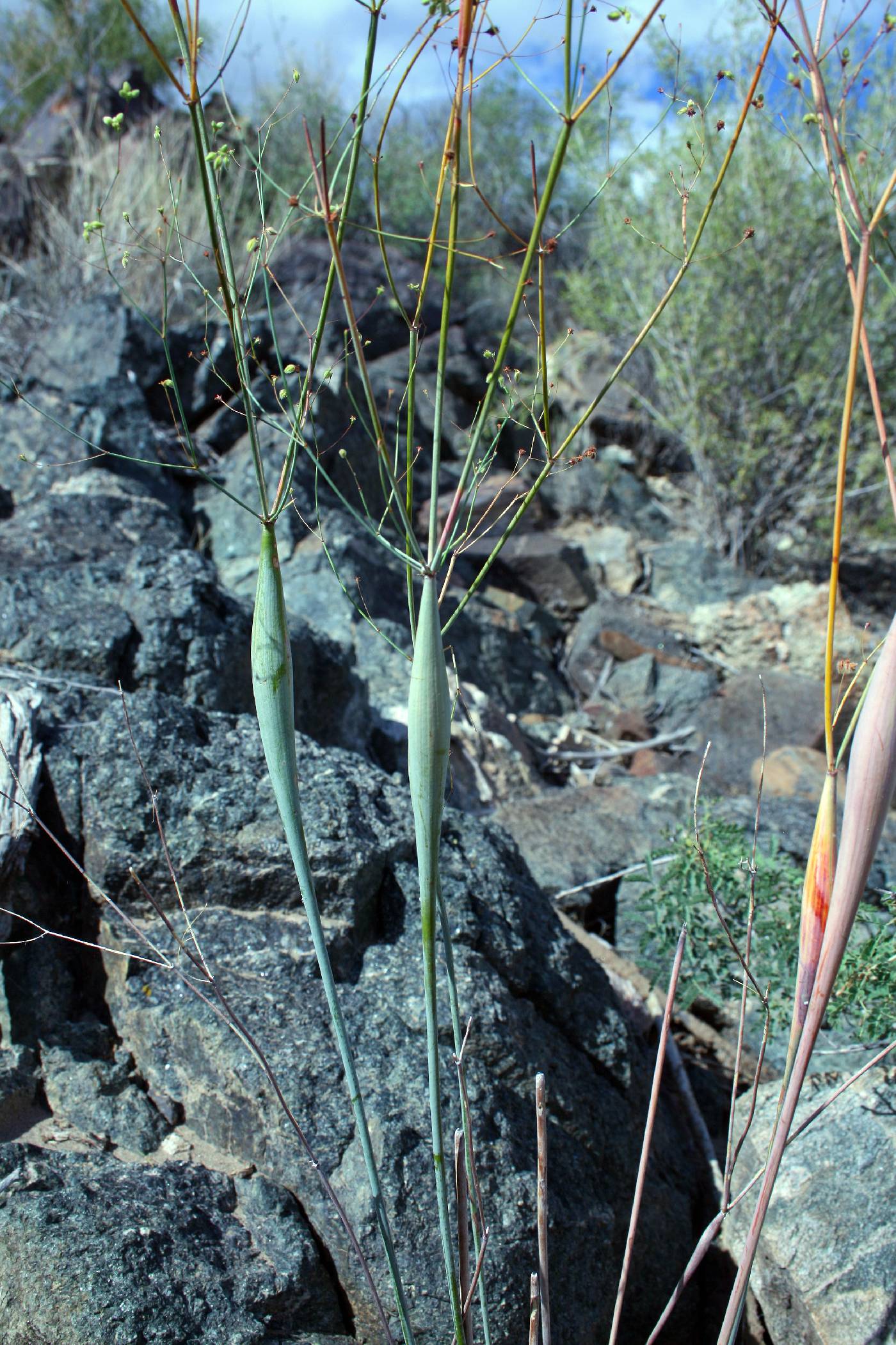 Image of Eriogonum inflatum