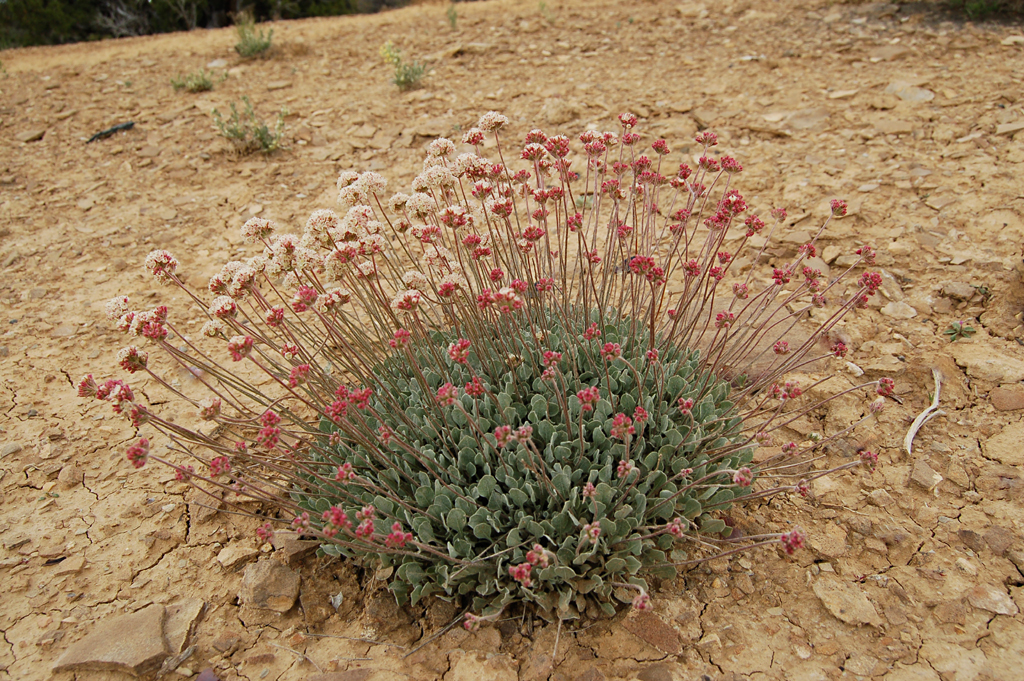 Image of Eriogonum ovalifolium