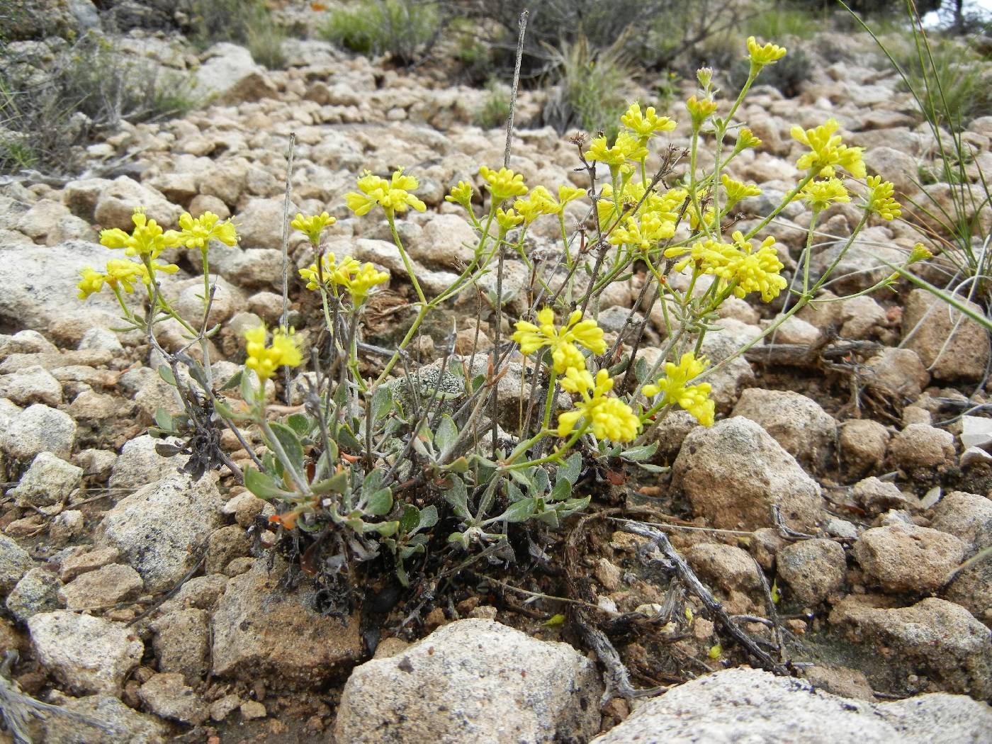 Image of Eriogonum umbellatum