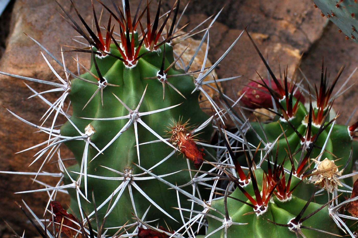 Image of Echinocereus triglochidiatus