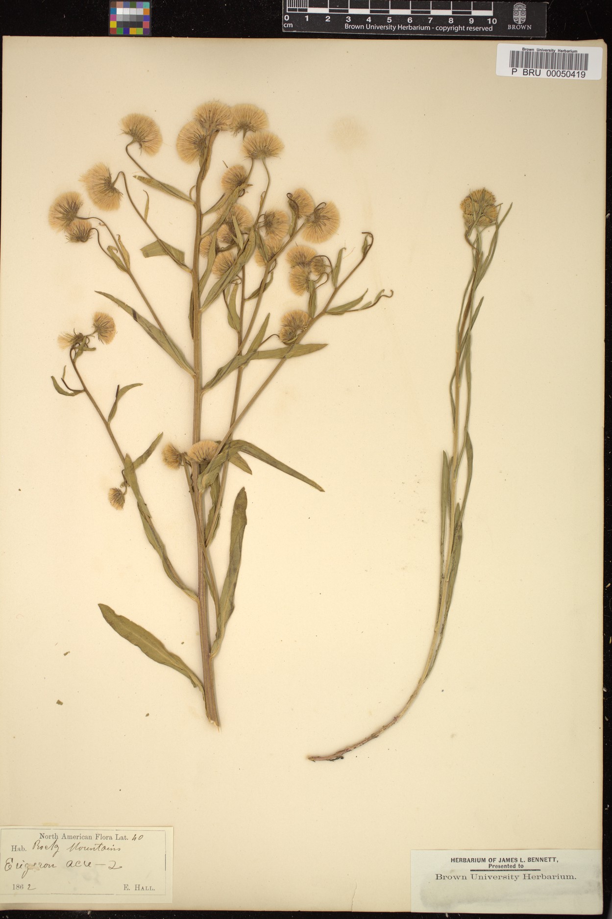 Image of Erigeron acris