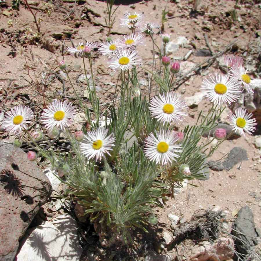 Image of Erigeron concinnus