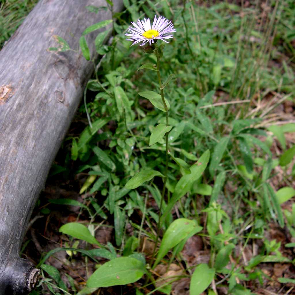 Image of Erigeron eximius
