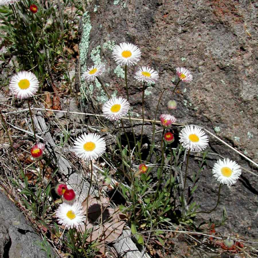 Image of Erigeron flagellaris