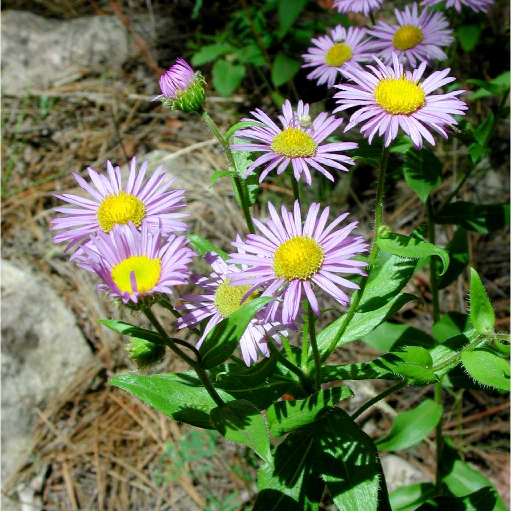Image of Erigeron speciosus