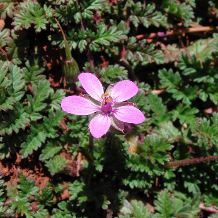 Image of Erodium cicutarium