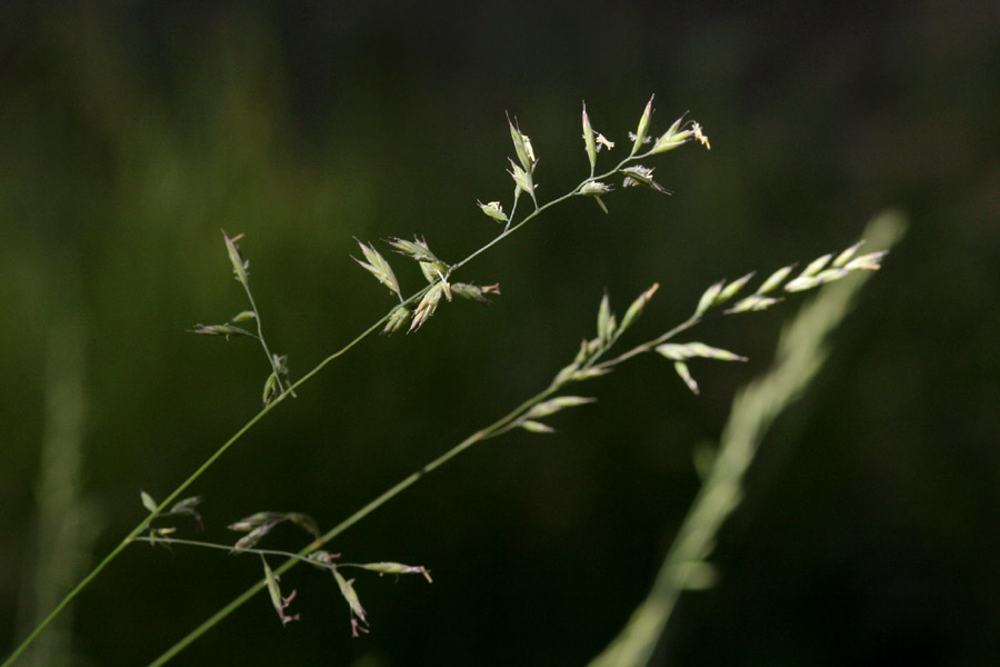 Image of Festuca saximontana