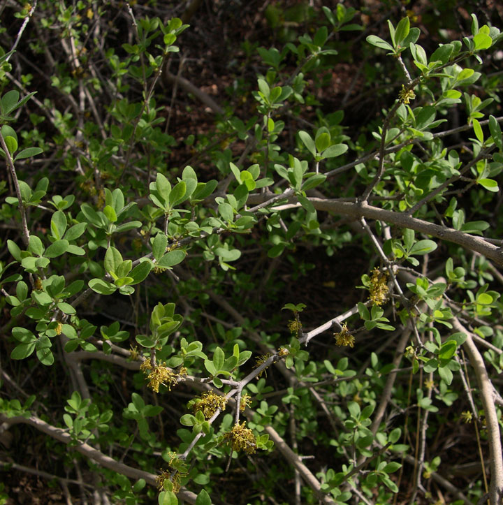 Image of Forestiera pubescens