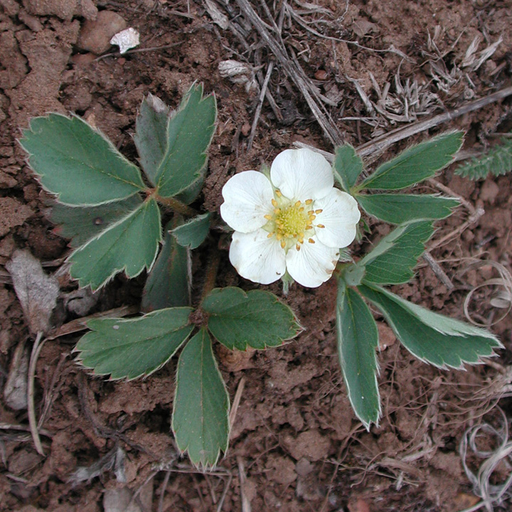Image of Fragaria virginiana