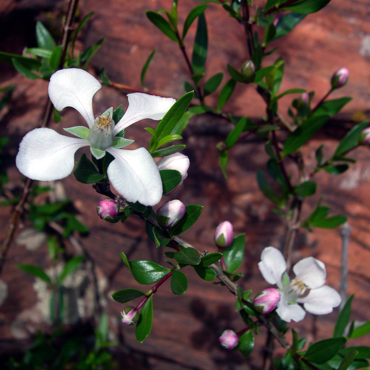 Image of Fendlera rupicola