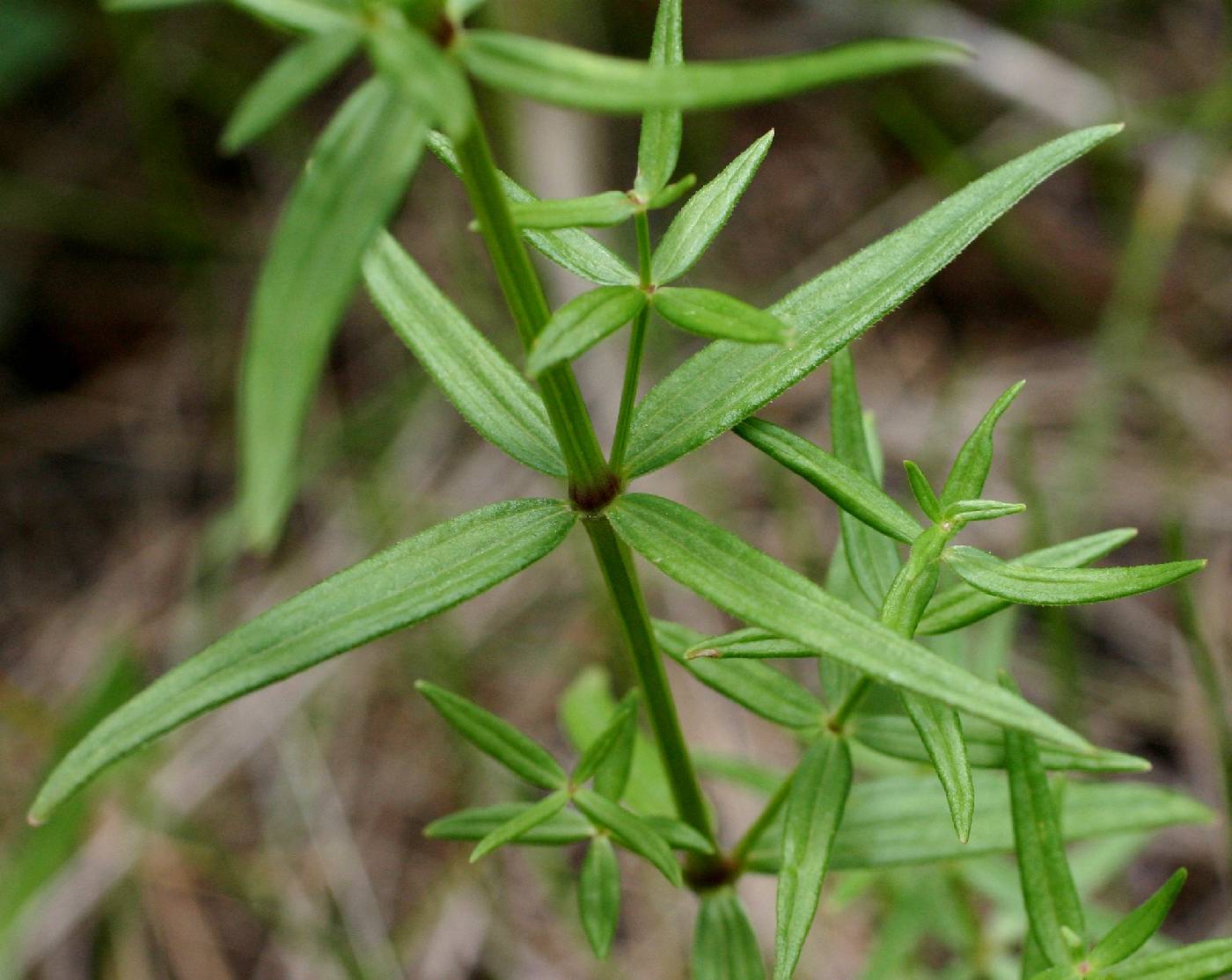 Image of Galium boreale