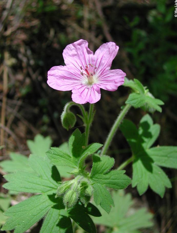 Image of Geranium caespitosum