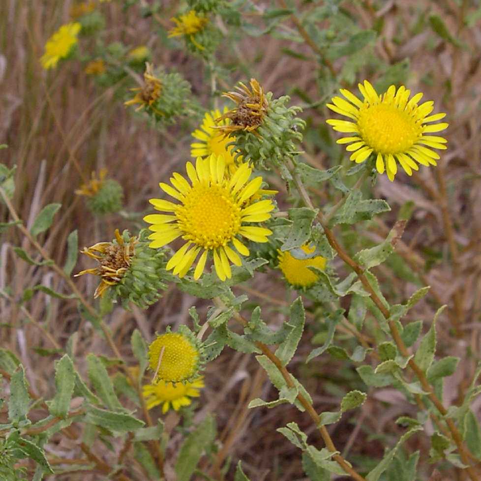 Image of Grindelia squarrosa
