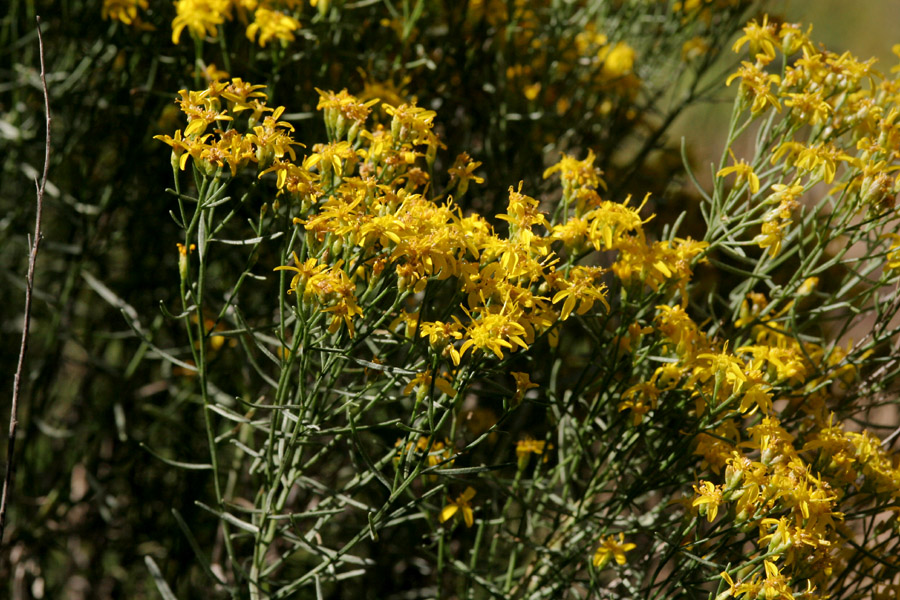 Image of Gutierrezia sarothrae