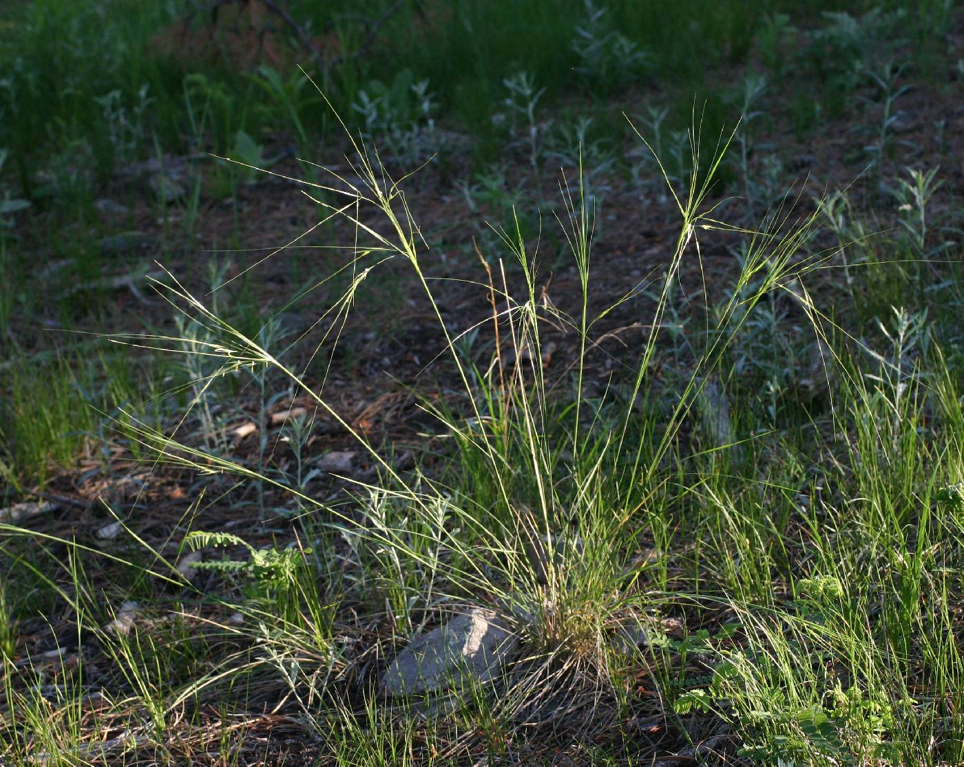 Image of Hesperostipa comata