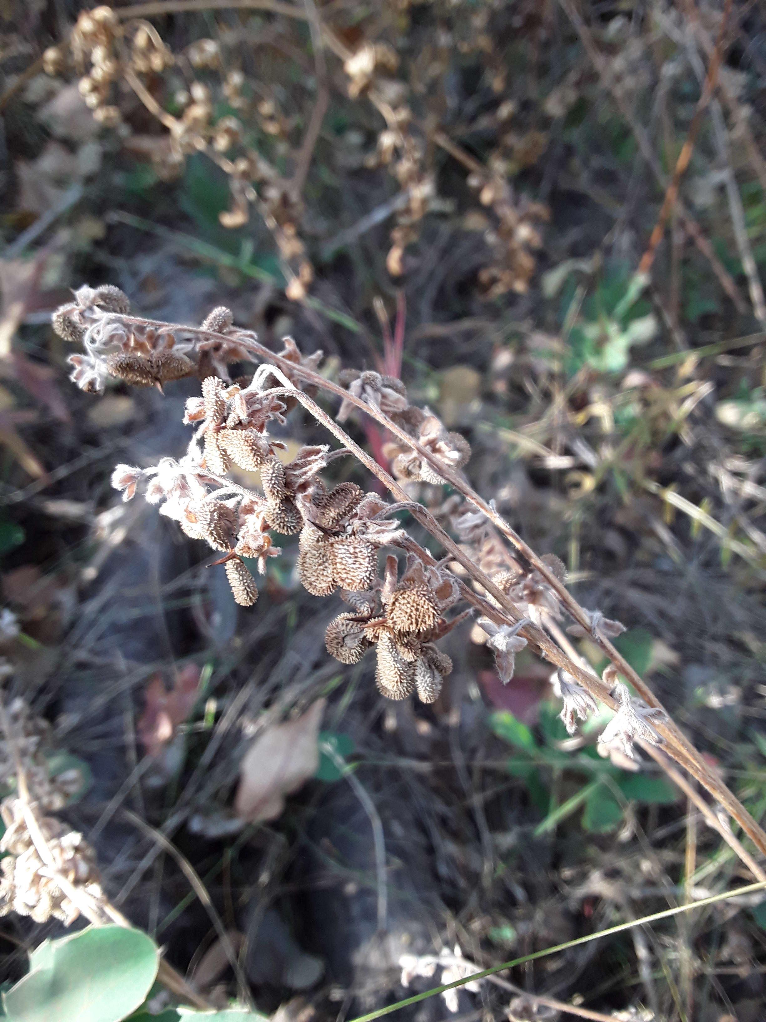 Image of Hackelia floribunda