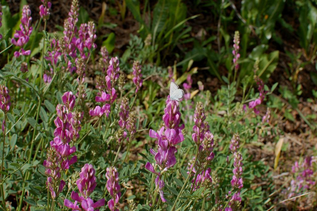 Image of Hedysarum boreale