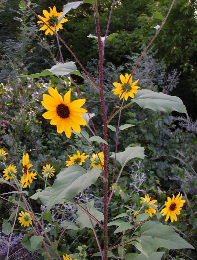 Image of Helianthus annuus