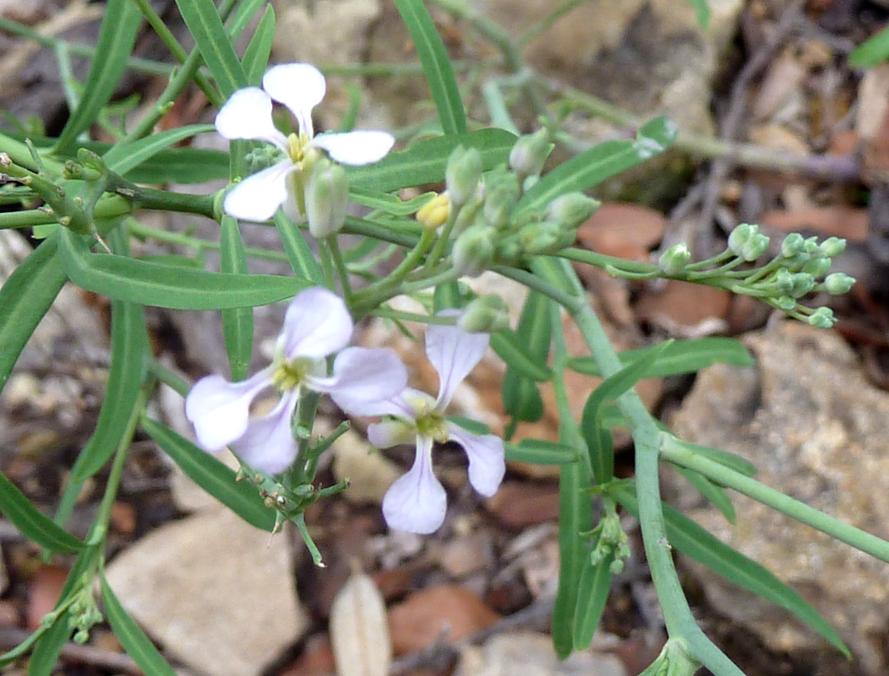 Image of Hesperidanthus linearifolius
