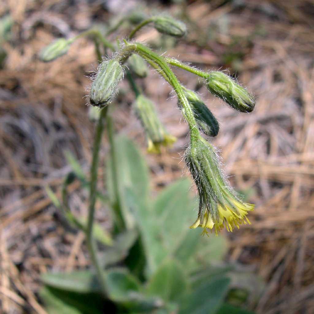 Image of Hieracium fendleri