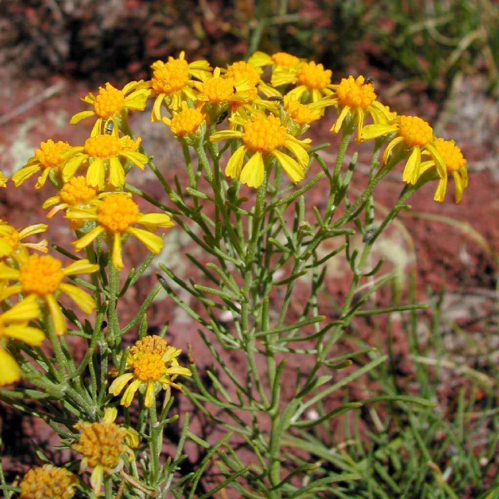 Image of Hymenoxys richardsonii