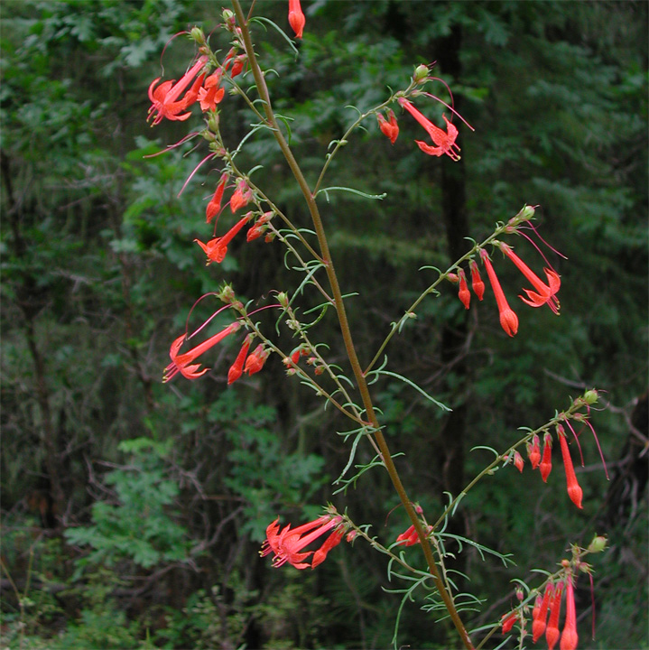 Image of Ipomopsis aggregata