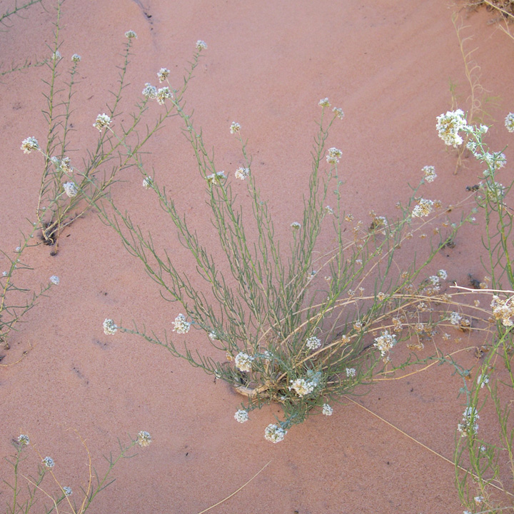 Image of Ipomopsis congesta