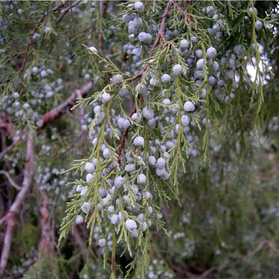 Image of Juniperus scopulorum