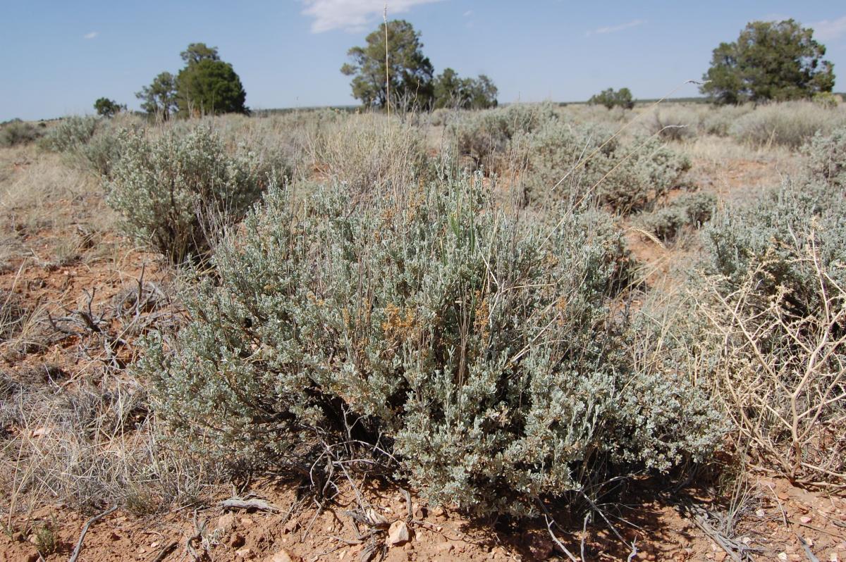 Image of Artemisia tridentata wyomingensis