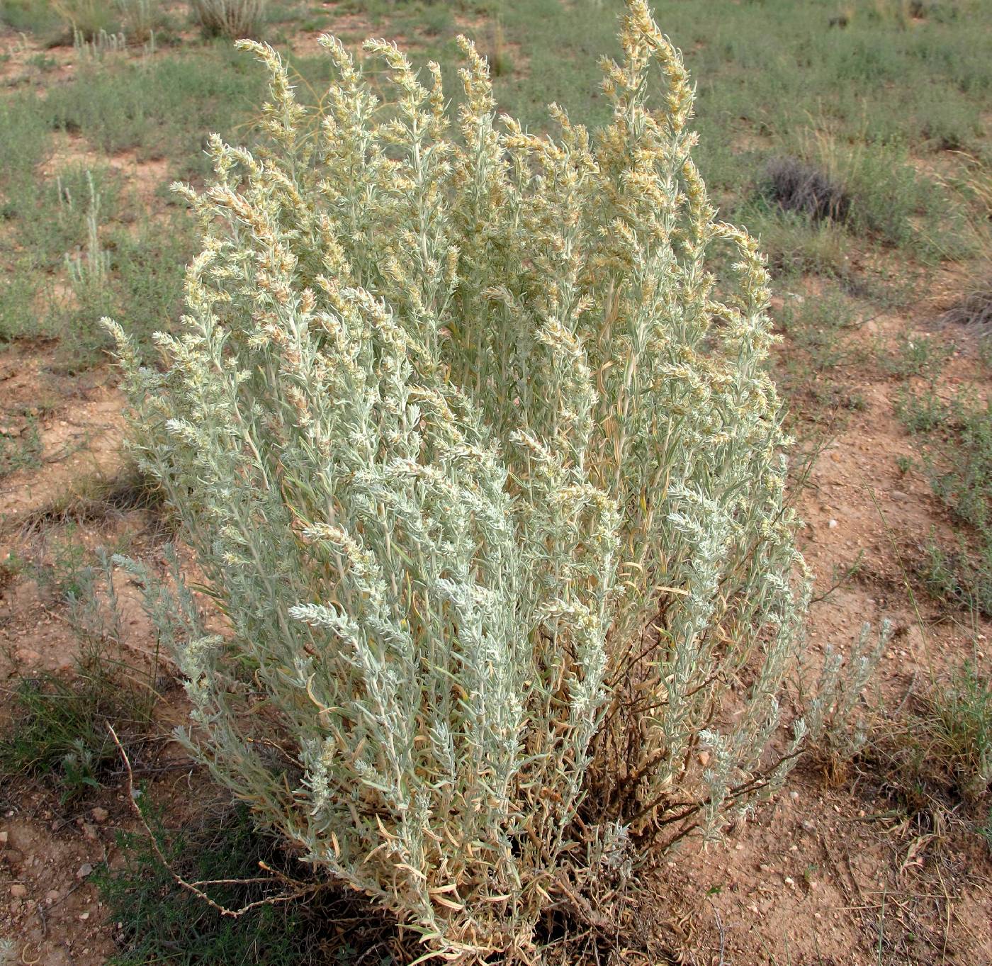 Image of Krascheninnikovia lanata