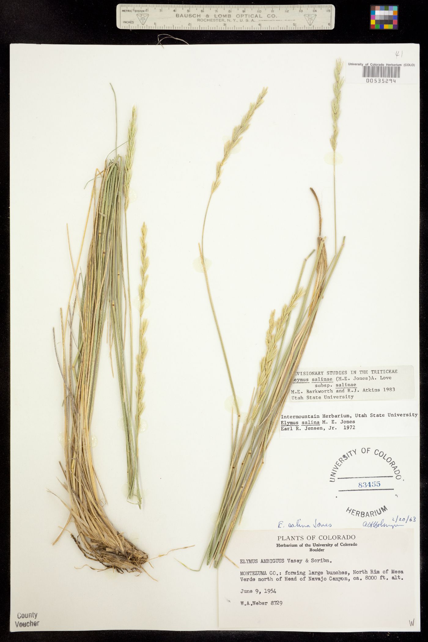 Image of Leymus salina