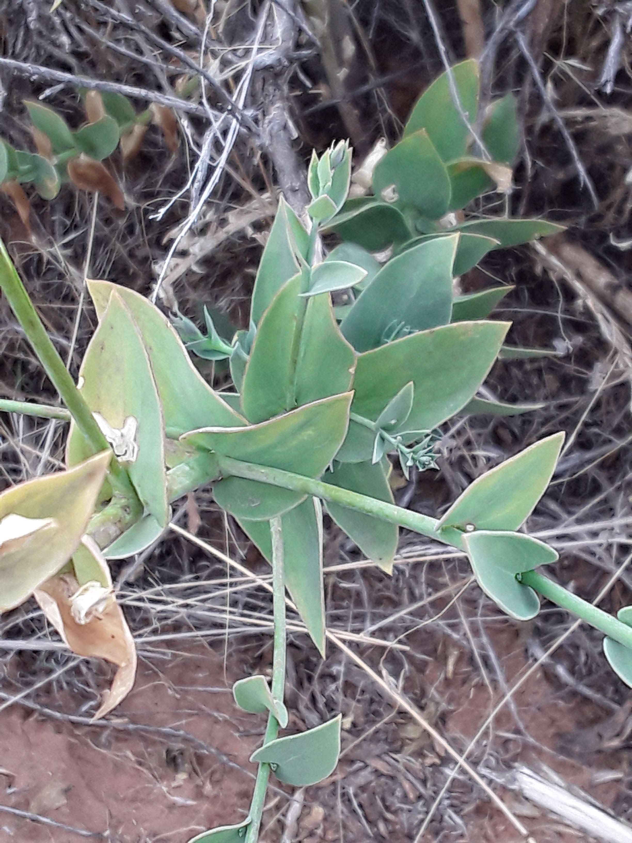 Image of Linaria dalmatica