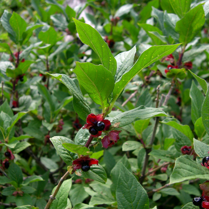 Image of Lonicera involucrata