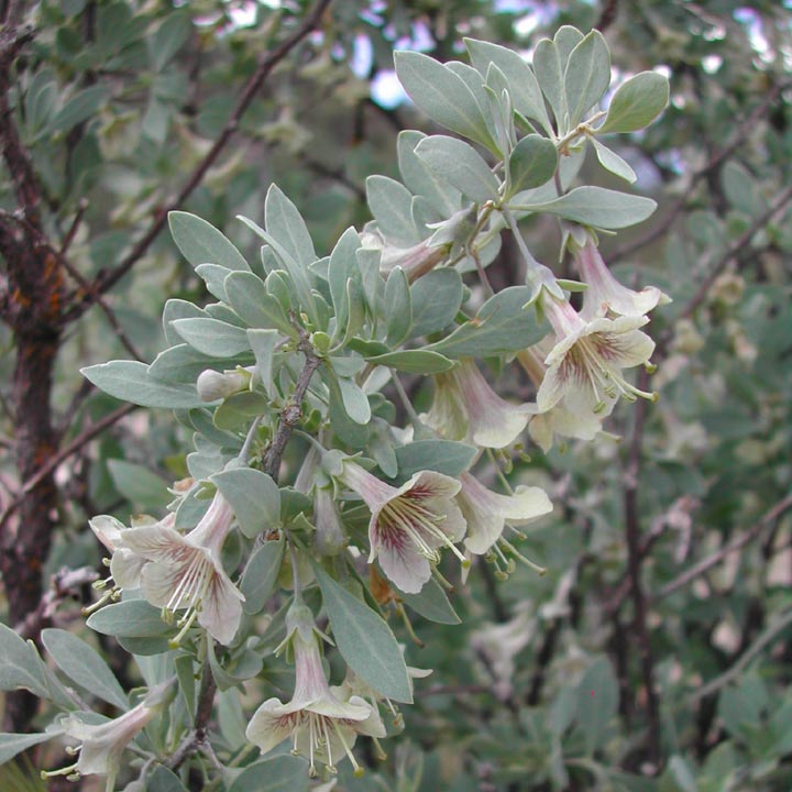 Image of Lycium pallidum