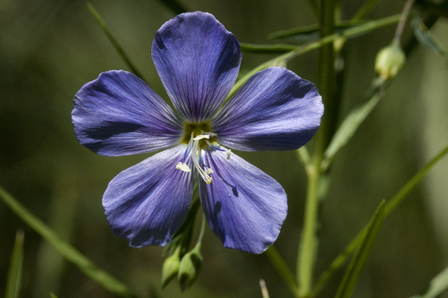 Image of Linum lewisii